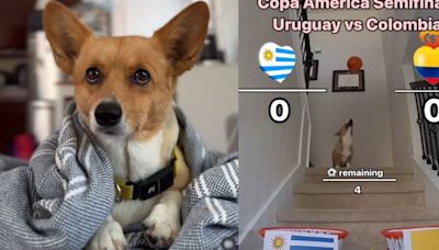 Perrito se hace viral por “predecir” los resultados de la Copa América: su veredicto del partido Colombia-Uruguay ya fue publicado