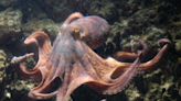 Family chronicles pet octopus giving birth to 50 babies on TikTok