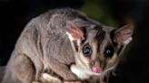 Video of Sugar Gliders Enjoying Tiny Pup Cup Is Cuteness Overload