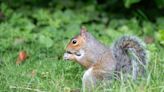 Grey squirrels sapping efforts to combat climate change, Parliament told