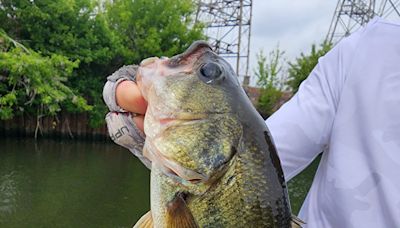 Fly fisher catches a tagged largemouth bass on the Chicago River