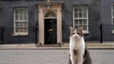 Larry the cat greets reporters in rain after first night with new family