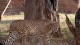 Seventh Indian cheetah died of ‘traumatic shock’ after fight with female, post mortem shows