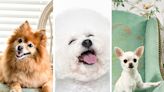 The 30 Best Dogs for Seniors to Keep Older Adults Active, Social and Engaged