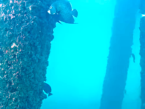 Not exactly 'Finding Nemo,' but Pompano Beach's underwater cam is cool | Gadget Daddy