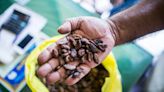 Cocoa Hits 4-Month Low on Prospects of Weak Demand, Supply Boost