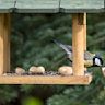 A flat surface with raised edges for holding birdseed. Suitable for ground-feeding birds like doves, juncos, and sparrows. Can also attract larger birds like pigeons and squirrels.