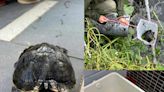 四個好心人的一點善行 讓走失龜龜平安回家 - 香港動物報 Hong Kong Animal Post
