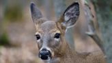 Applications open for antlerless deer draw in Nova Scotia