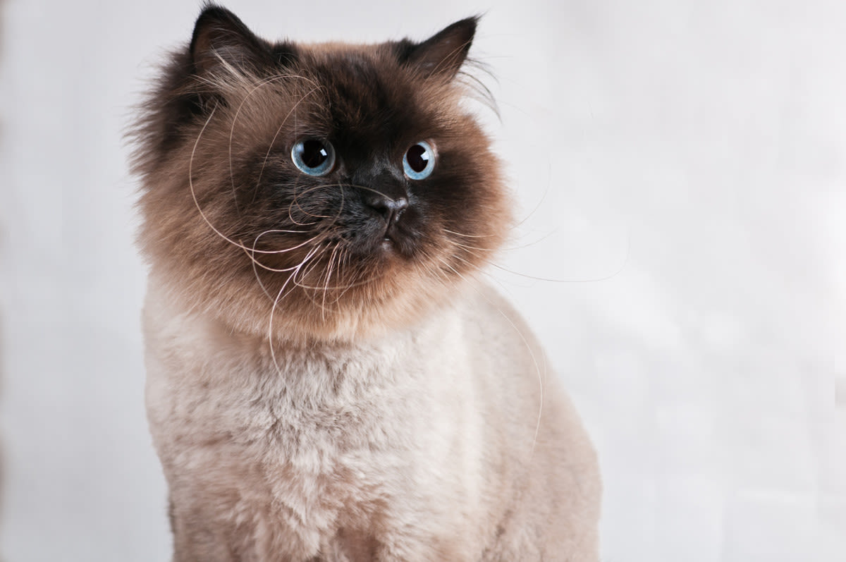 Himalayan Cat Shows Off His Dance Moves Like a Total Rock Star