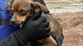 VÍDEO: após 14 dias ilhado, cachorro é resgatado pelo Corpo de Bombeiros em Veranópolis | Pioneiro