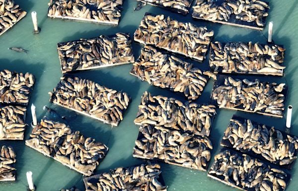 Photos: Sea lions swarm the docks at San Francisco’s Pier 39