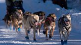 'How many more dogs need to die?': 3rd death in Alaska's 1,000-mile Iditarod race