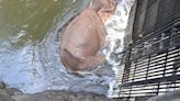 Wild elephant that got stuck in Mullaperiyar dam canal in Thekkady rescued