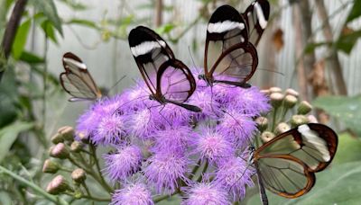 Zoo wins award for butterfly house