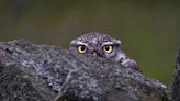 Keen-eyed wildlife photographer captures owl in camouflage hiding behind wall