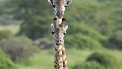 Regno Unito: la prima passeggiata della baby giraffa allo zoo di Chester