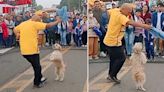 Perrito se convierte en viral al bailar marinera tras desfile y dicen: “Peruano de corazón”