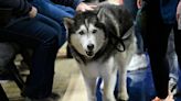 UConn's Jonathan the Husky may not attend Final Four game