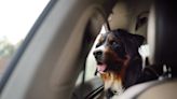 Voices: If you get angry about dogs in hot cars and eat meat – you’re a hypocrite