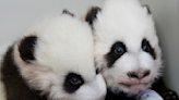 Giant pandas leaving Zoo Atlanta to China later this year