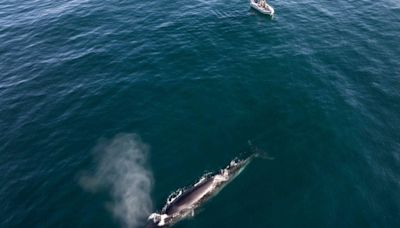 Volvieron las ballenas más grandes del mundo a Santa Cruz: dónde conocer a estas gigantes - Diario Río Negro