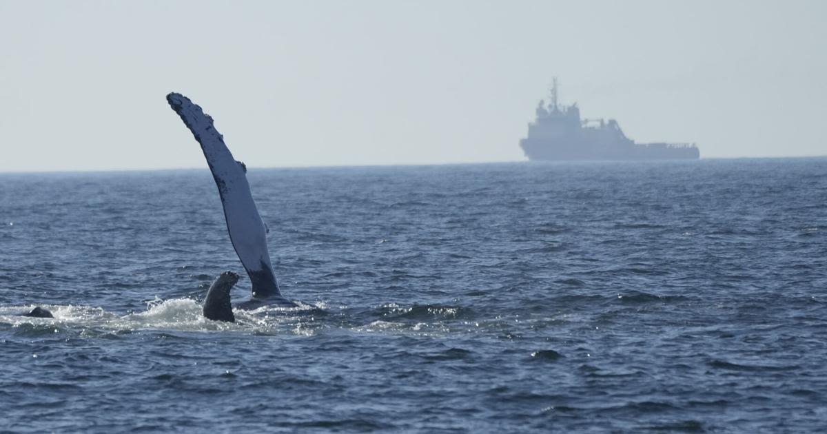 Brazil Whale Watching Tour