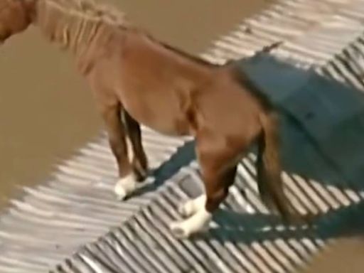 El complejo rescate de 'Caramelo', un caballo que llevaba días encima de un tejado tras las inundaciones en Brasil