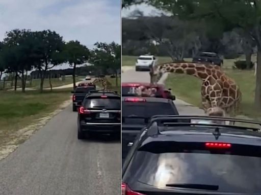 En Texas: el sorprendente momento en que una jirafa levantó de un vehículo a una niña de dos años en un safari