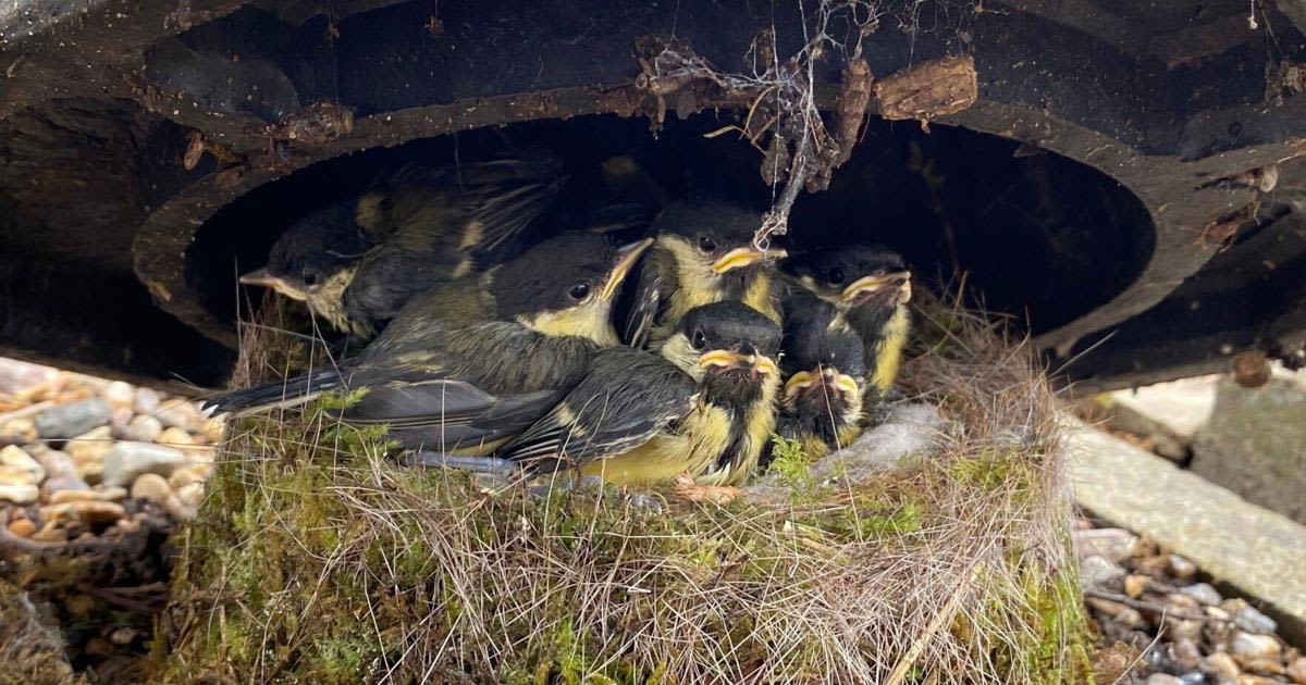 Family of birds make nest in traffic cone