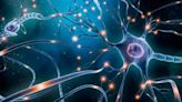Study examines how rare gene mutation causes epilepsy