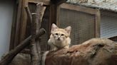 North Carolina Zoo Welcomes Three Extremely Rare Sand Cat Kittens