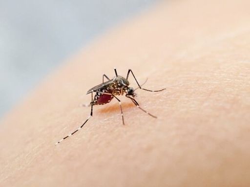 Más de 420.000 casos de dengue: baja el reporte de nuevas infecciones, excepto en dos distritos