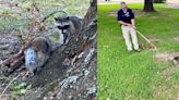 Raccoon with head in jar rescued by NPSO, animal control