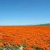 Antelope Valley California Poppy Reserve