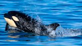 Killer Whales Just Sunk a 50-Foot Sailing Yacht in the Strait of Gibraltar