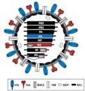 Influenza B virus