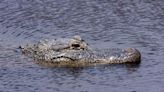 Woman's body found inside jaws of Texas alligator