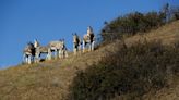 An equine flu has killed over a dozen wild burros in the Inland Empire