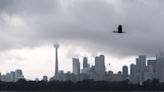 They're Toronto Islands' newest visitors, but residents hope cormorants don't stay long