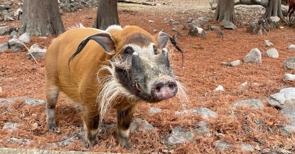 Buddy, beloved red river hog at Memphis Zoo, dies