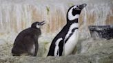 Find out about the penguin exhibit coming to the El Paso Zoo