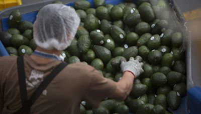 México resuelve una queja de EE.UU. sobre derechos laborales en una empresa de aguacates