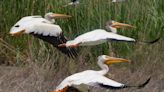 Pelicans return to a Great Salt Lake island for the first time in decades