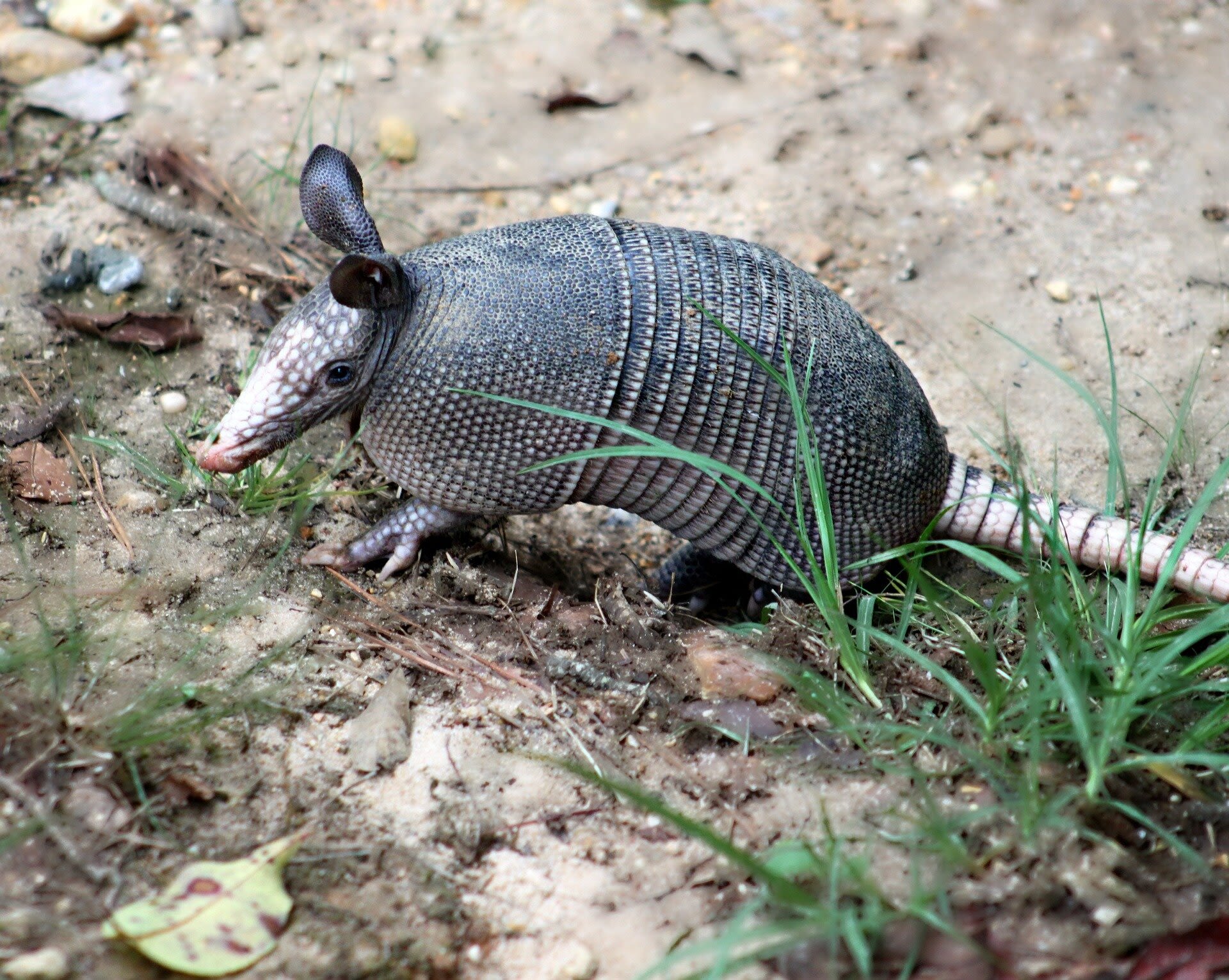 The case of the armadillo: Is it spreading leprosy in Florida?