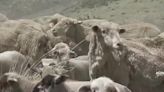 Hundreds of grazing sheep to be sent to area near Reno neighborhood for fire prevention