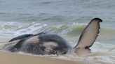 Dead whale in New Jersey had fractured skull, numerous other injuries, experts find