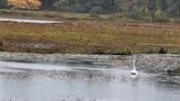 A trolley ride through Navarino Nature Center, and more in the latest Manitowoc outdoors report