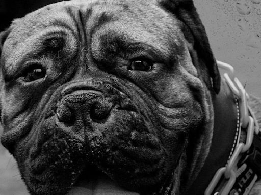 Cleveland Browns Mourn Loss of Beloved Bullmastiff Mascot as SJ Passes Away at 5