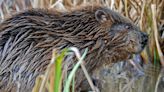 Signs of beavers living by Dorset river confirmed by wildlife trust